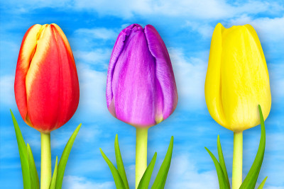 Wunderschöne Tulpen vor einem blauen Himmel