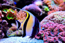 Maurische Statue im Aquarium