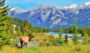 Elche im Jasper-Nationalpark, Alberta, Kanada