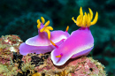 Bunte Nudibranch Hypselodoris Apolegma