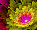 Bunte Fraktalblume
