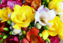 Wunderschöne Frühlings-Freesia-Blüten