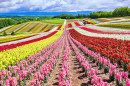 Farbenfroher Blumengarten auf einem Hügel, Hokkaido, Japan