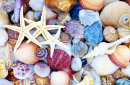 Seestern vor einem Hintergrund aus Muscheln
