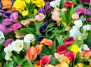 Blühende Calla Zantedeschia