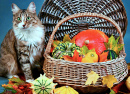 Süße Katze und bunte Kürbisse