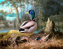 Enten von Ferdinand von Wright (1873)