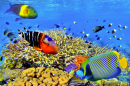 Korallenriffe und exotische Fische