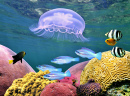 Quallen, bunte tropische Fische und Korallen