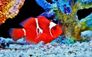 Kastanienbrauner Clownfisch in einem Meeresaquarium