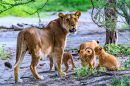 Lioness mit ihren Vier Jungen im Ndutu NP, Tansania,