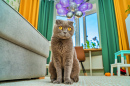 Neugierige Katze in einem bunten Raum