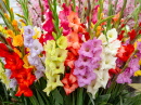 Mehrfarbige Gladiolusblüten