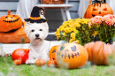 Witziger West Highland White Terrier