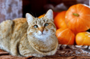 Halloween-Kürbisse und eine Katze