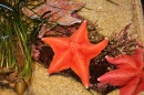 Seestern, Monterey Bay Aquarium