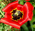 Tulpe