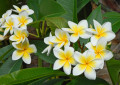 Westindische Frangipani