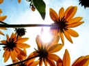 Blumen und Sonne