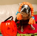 Boston-Terrier-Halloween