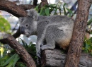 Koala, Thailand
