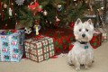 Wee-Westie-Weihnachten