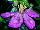 Regen Violett