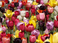 Tulpen