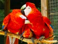 Scharlachroter Macaw
