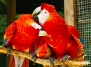 Scharlachroter Macaw