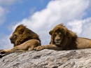 Männliche Löwen