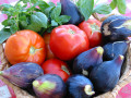 Tomaten, Feigen, Zwiebeln und Basilikum