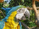 Blau-und-Gelber Macaw