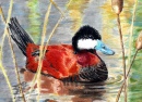 Duck Stamp Art Wettbewerb